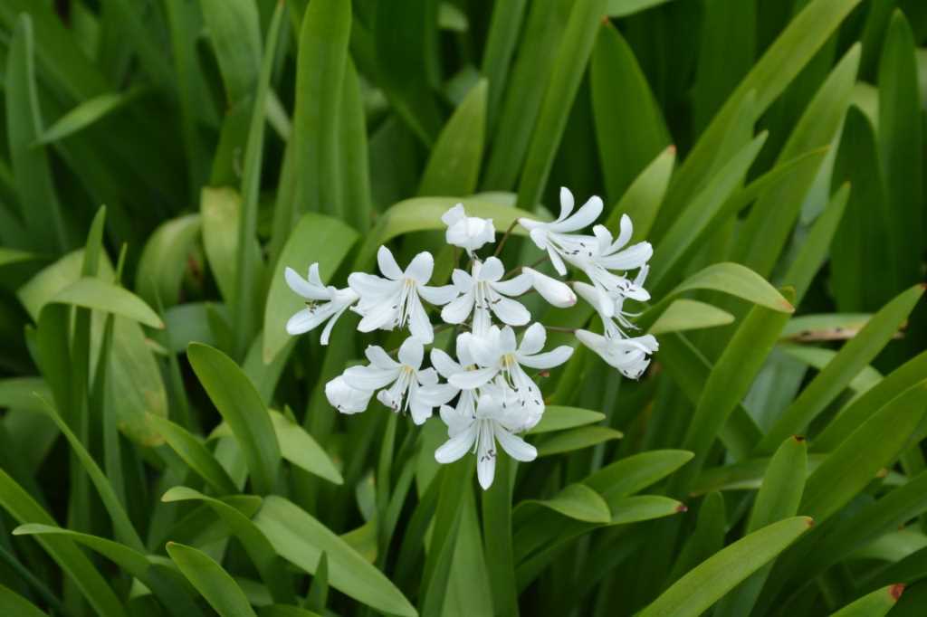 DSC_5317Mittel_.JPG